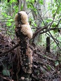 Hydnopolyporus fimbriatus image