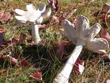 Amanita amerimuscaria image