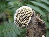 Daedalea flavida image
