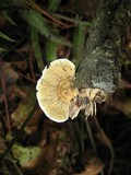 Daedalea flavida image