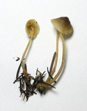 Mycena aurantiomarginata image