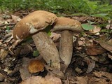 Boletus variipes image