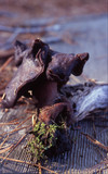 Gyromitra infula image