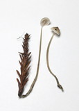 Mycena filopes image