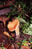 Guepinia helvelloides image