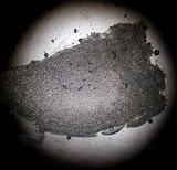 Amanita sect. Vaginatae image