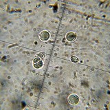 Amanita sect. Vaginatae image