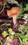 Guepinia helvelloides image