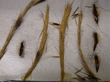 Claviceps purpurea image