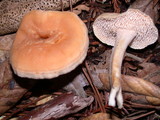 Hydnum oregonense image