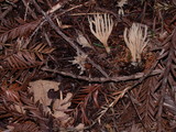 Aphelaria tuberosa image