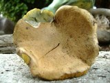 Boletus chrysenteron image