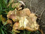 Boletus chrysenteron image