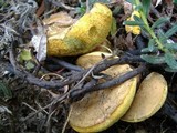 Boletus chrysenteron image