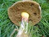 Boletus chrysenteron image