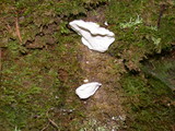 Tyromyces chioneus image
