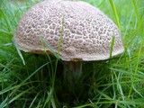 Boletus chrysenteron image