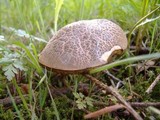 Boletus chrysenteron image