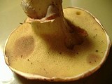 Suillus caerulescens image