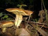 Suillus caerulescens image