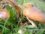 Suillus luteus image