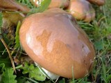 Suillus luteus image