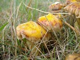 Suillus americanus image