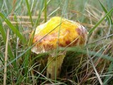 Suillus americanus image