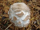 Chlorophyllum rachodes image