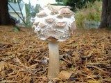 Chlorophyllum rachodes image