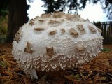 Chlorophyllum rachodes image