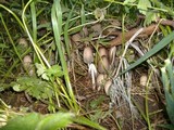 Coprinopsis acuminata image