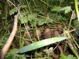 Coprinopsis acuminata image