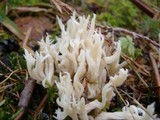 Clavulina coralloides image