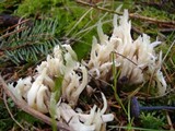 Clavulina coralloides image