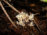 Clavulina coralloides image