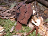 Gyromitra infula image