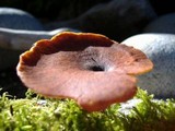 Royoporus badius image
