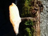 Royoporus badius image