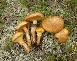 Suillus salmonicolor image