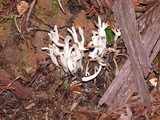 Ramariopsis kunzei image