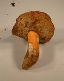 Rubinoboletus ballouii image