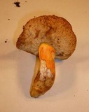 Rubinoboletus ballouii image