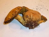 Pseudoboletus parasiticus image
