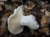 Clitocybe robusta image