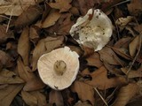 Hygrophorus sordidus image