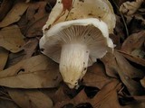 Hygrophorus sordidus image