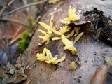 Calocera cornea image