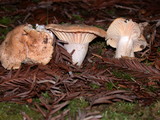 Hygrocybe pratensis image