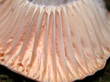 Hygrocybe pratensis image